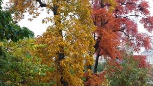 Colors of Autumn in Manhattan, NY